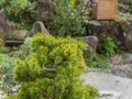 Pine bonsai Pinaceae tree in a gravel garden