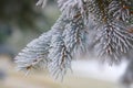 Pine bough covered in frost