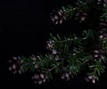 Pine bough with pine cones on black background