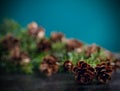 Pine bough with pine cones on black wood