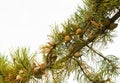 Pine Bough