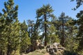 Pine in Boulder Cluster Royalty Free Stock Photo