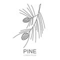 Pine brahcn with pine cones line symbol. Isolated vector illustration of icon