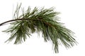 Pine branch