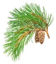 Isolated pine branch Royalty Free Stock Photo