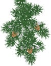 Pine branch