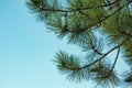 Pine branch on background blue sky Royalty Free Stock Photo