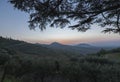 Pine branch against the morning sky Vineyards on the mountainside