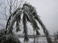 A pine branch bent under the weight of ice Royalty Free Stock Photo