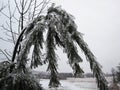 A pine branch bent under the weight of ice Royalty Free Stock Photo