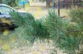 Pine branch on a blurry background, summer background highlights