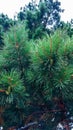 Pine branch close blurred colorful background forest. Green branches closeup beautiful background
