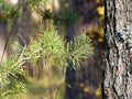 Pine branch close up. Pine ordinary lat. Pinus sylvestris - plant, widespread species. Grows naturally in Europe and Asia.