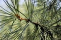 Pine branch close up