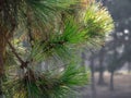 Pine branch closeup on a background of forest Royalty Free Stock Photo
