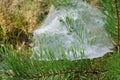 Pine Branch and Cobweb Royalty Free Stock Photo