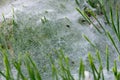 Pine Branch and Cobweb Royalty Free Stock Photo