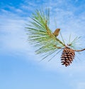 Pine branch with cone