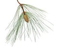 Pine branch with cone Royalty Free Stock Photo