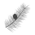 A Pine Branch With A Cone. Black And White Vector Illustration Royalty Free Stock Photo