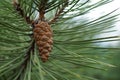 Pine branch with a cone close up Royalty Free Stock Photo