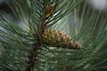 Pine branch with a cone close-up view Royalty Free Stock Photo