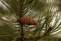 Pine branch with a cone close-up view in overcast day Royalty Free Stock Photo