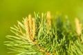 Pine branch with cone embryo Royalty Free Stock Photo