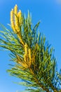Pine branch with cone embryo Royalty Free Stock Photo
