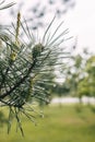 The pine branch with cone and with green needles after rain. Closeup view Royalty Free Stock Photo