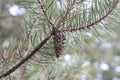 Pine branch cone new life Royalty Free Stock Photo