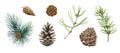 Pine branch, cone set. Watercolor illustration. Hand drawn evergreen pine tree elements. Spruce branches, cone and Royalty Free Stock Photo