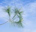 Pine branch with cone