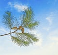 Pine branch with cone