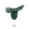 Pine branch with pine cone, vector black and white doodle sketch illustration, gravure style Royalty Free Stock Photo