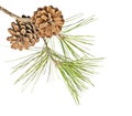 Pine branch with cones