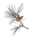 Pine branch with cones isolated on white