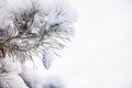 Decorative toy silver bump on the branch of a Christmas tree with snow in the forest, winter holiday background Royalty Free Stock Photo