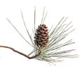 Pine branch with cones on white background