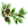 Pine branch with cones on a white background