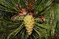 Pine branch. Conifer, pinecone tree, nature, forest Royalty Free Stock Photo