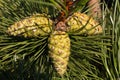 Pine branch. Conifer, pinecone tree, nature, forest Royalty Free Stock Photo