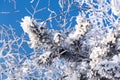 Pine branch covered with hoarfrost on a cold sunny winter day against a blue sky Royalty Free Stock Photo