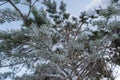 Pine branch covered with hoarfrost and snow, against a blue sky, on a winter frosty day. Close-up. Royalty Free Stock Photo