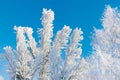 Pine branch is covered with hoarfrost after a snowfall against a blue sky Royalty Free Stock Photo