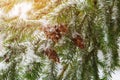 Pine branch covered with snow against a background of snow-covered trees and a sunny winter day. Royalty Free Stock Photo