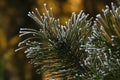 Pine branch covered with snow close up Royalty Free Stock Photo