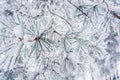 The pine branch is covered with snow with long needles on a green blurred background. Christmas tree in the cold background Royalty Free Stock Photo