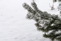 Pine branch covered with snow in winter