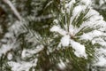 Pine branch covered with snow in winter